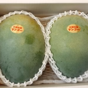 沖縄・宜野座育ちのキーツマンゴー【２玉　約1.３〜１.８kg】