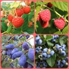 ときいろベリー4品種詰め合わせセット