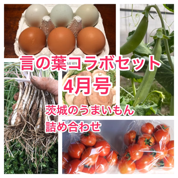 【茨城の魅力を詰め込み】言の葉詰め合わせセット！4月号！