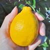 今だけ送料無料！和歌山県産レモン 訳あり 傷汚れあり