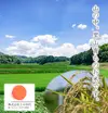 美味しさ長持ち！ひとめぼれ真空パック5合5パック