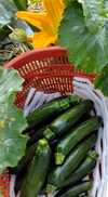 北信州のズッキーニ  (常温８本～10本)(注*地域限定)