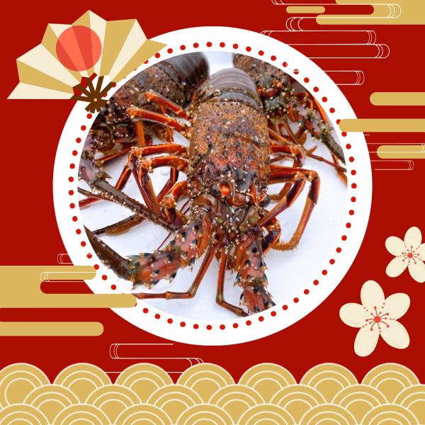 年末年始ギフト｜長崎五島産・活伊勢エビ2〜3匹入り（約1kg）活きたまま伊勢海老