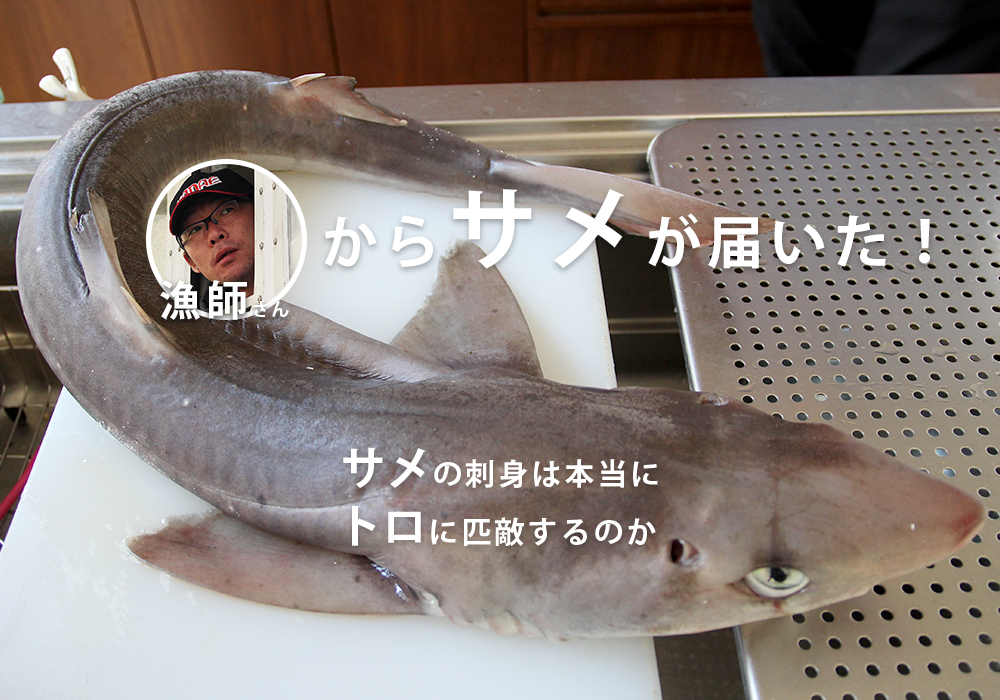 サメの刺身はトロに匹敵 は本当 漁師直送のサメをプロが本気で料理してみた 農家漁師直送のポケットマルシェ