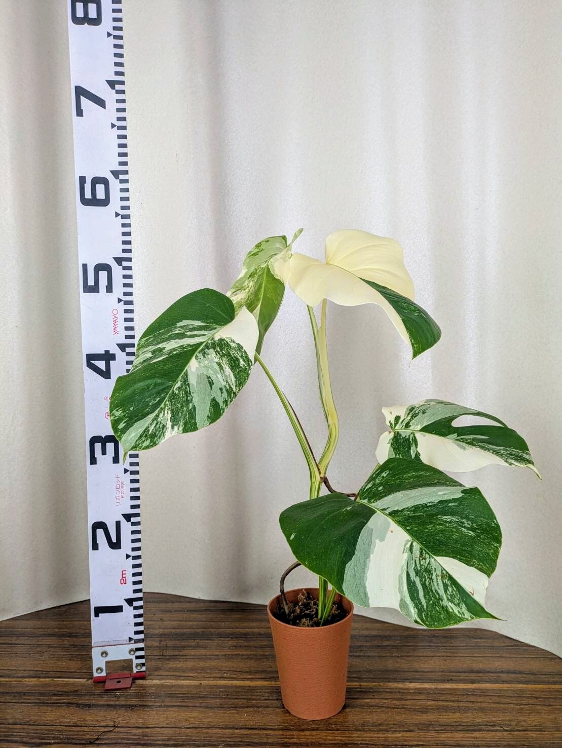 モンステラボルシギアナ 斑入り ①|観葉植物の商品詳細 モンステラボルシギアナ 斑入り ①|観葉植物の商品詳細