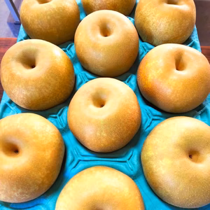 【朝もぎ完熟梨】幸水特大7〜10個入5kg箱【秀品】