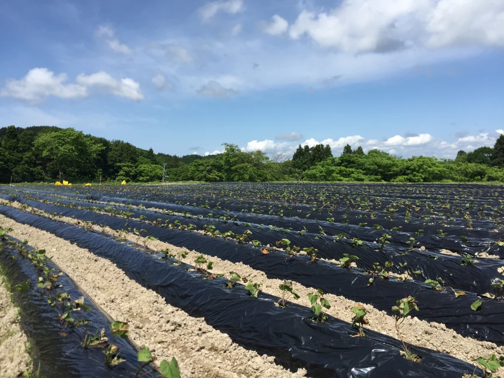 【訳あり】秋田県産 M〜Lサイズ シルクスイート　約5kg
