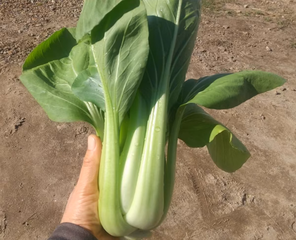 【宮崎県産】今だけお得‼️自然が生み出す旨い肉厚チンゲン菜☆(1kg)11/7ま