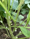 ふっくら柔らか！アクが出ない黒豆さん１ｋｇ 肥料・農薬・たい肥不使用