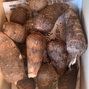 熊本県八代産　農薬不使用　里芋　1kg