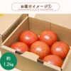 酸味と甘みのバランス抜群！三重県産 完熟大玉トマト『富丸ムーチョ』(1.2㎏)