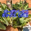 【ハウス高設栽培】サラダ野菜6種セット【無農薬】