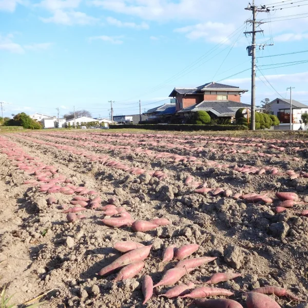 加工用】規格外さつま芋「紅はるか10kg」（自然栽培）｜野菜の商品詳細