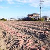 【残り僅か！】規格外品さつま芋「紅はるか10kg」（大分県産・自然栽培）