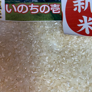 いのちの壱(超大粒)☆酵素散布米いのちの壱 玄米1キロ以内