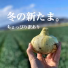 【ちょぴり訳あり】子どもたちがパクパク食べちゃう♪冬の新たまねぎ ５kg