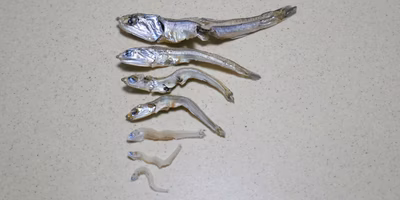 「ちりめん」と「かえり」の違いを観察して、ちりめん常備菜作りをたしなんだよ