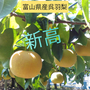 ☆ﾟ.*･｡呉羽梨 新高” 甘くてみずみずしい。幸せいっぱい。
