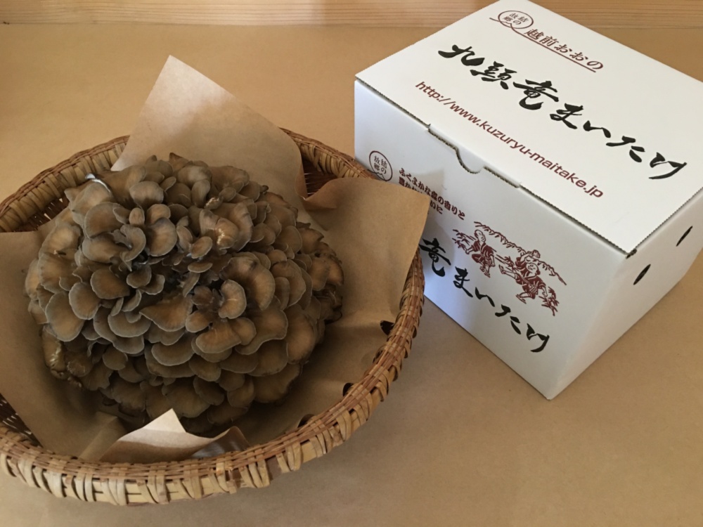 まいたけ f_jpg