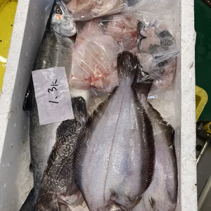 チャンス!本日水揚げ‼️お楽しみ鮮魚ガチャ❗️