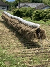 小麦の薄力粉5kg 桜島の恵み無農薬 無肥料 除草剤不使用