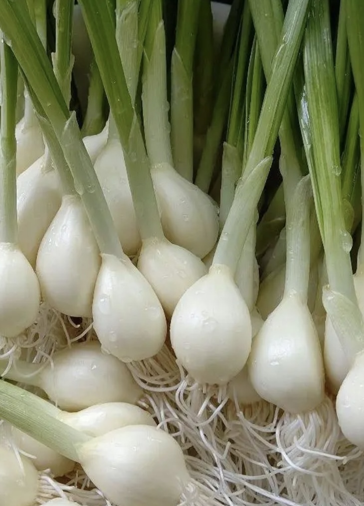供え スプラウト芽子にんにく30本以上(発芽にんにく)