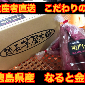 鳴門金時　Mサイズ 　貯蔵熟成済み