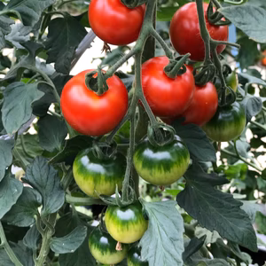 1度食べたらやみつきに     アスリート野菜第一弾 やりすぎトマト