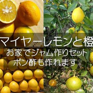 【お家でジャム作り柑橘セット】無農薬レモンと橙