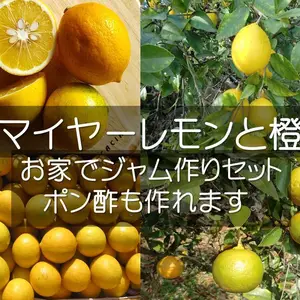 果物のだいだいの商品一覧｜ポケットマルシェ｜産直(産地直送)通販