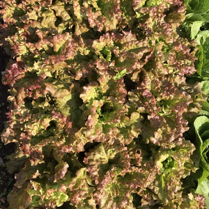 ふんわり美味しい【サニーレタス1キロ】