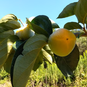 和歌山県橋本市の減農薬柿(合わせ柿)　約10キロ箱込(ご家庭用)全国送料無料