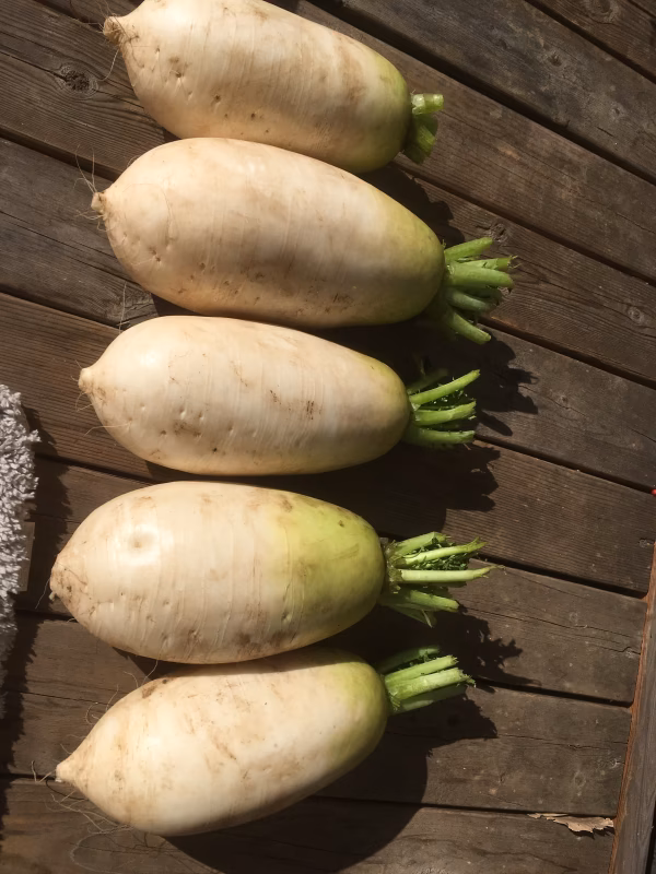 【45歳のパティシエ修行さん専用】