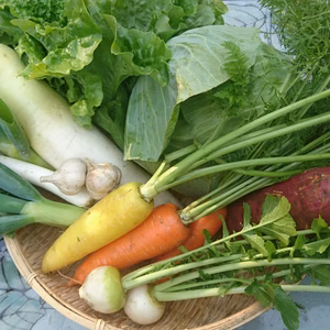 冬野菜セット（農薬、除草剤、化学肥料不使用、）