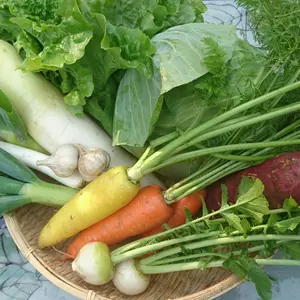 冬野菜セット（農薬、除草剤、化学肥料不使用、）