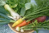 冬野菜セット（農薬、除草剤、化学肥料不使用、）