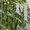 【リピート確定】篤壌胡瓜　５ｋｇ　（秀品）