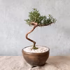 【食べられる盆栽】ローズマリー盆栽　サンタバーバラ (PS72)