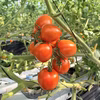 【味の旬】中玉トマトフルティカ⭐️上品なおいしさ食べ応えバッチリ！