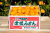 【今が旬】　天晴みかん　ご贈答用　