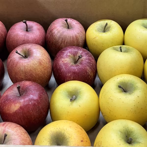 毎日りんご!サンふじ&シナノゴールド【極小玉バラ詰め】家庭用約3Kg　抜群コスパ