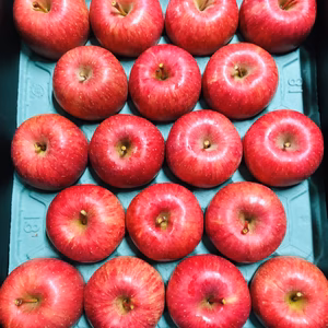 12月発送予約　　樹上完熟　濃厚でうまいっお買い得サンフジご家庭用約5〜10キロ