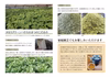にがーい！まずーい！　でも、、、マンジェリコン茶（茶葉タイプ）