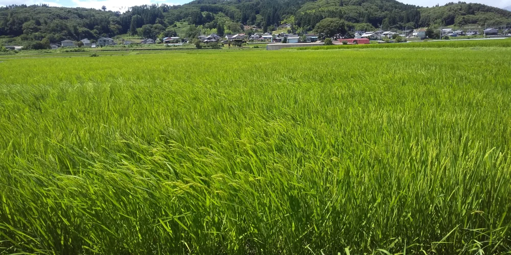 令和4年産新米(^^)清流育ち!おいしいコシヒカリ3kg 5kgはおまけ付き