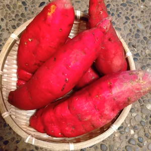 自然栽培の紅ハルカ 2L 5kg