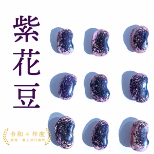 令和４年【送料込!】ホックホクな紫花豆は煮豆がおいしい！【大粒だけの特選】
