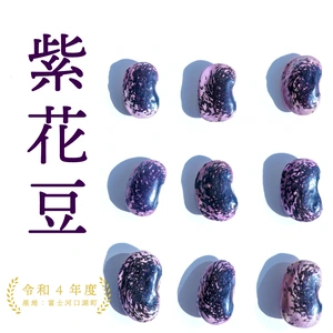 令和４年【送料込!】ホックホクな紫花豆は煮豆がおいしい！【大粒だけの特選】