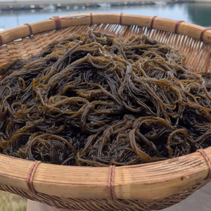 【流通"激少"ほぼ幻】山陰産「ソコゾーメン」生 500g　※モズクの一種