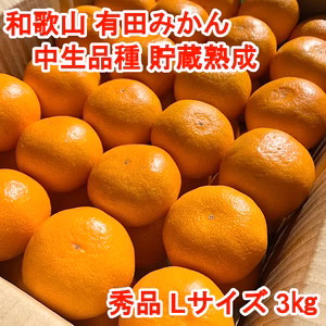 【秀品・中生品種・Ｌサイズ】和歌山有田産みかん≪3㎏≫　★１月７日以降発送