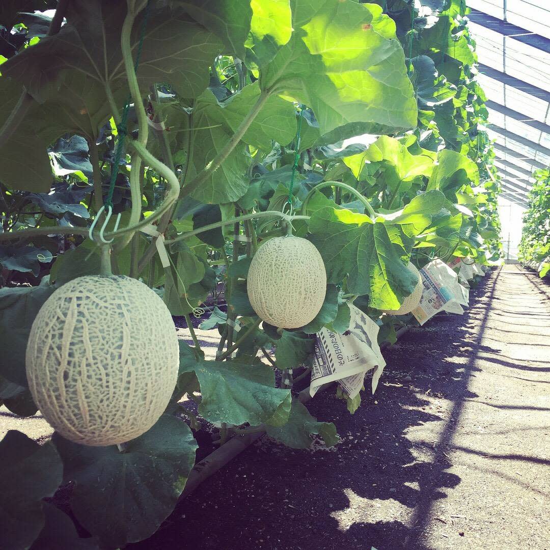 小ぶりなサイズのマスクメロン 農家漁師から産地直送の通販 ポケットマルシェ